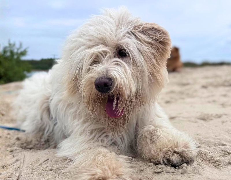 hond adopteren in Nederland