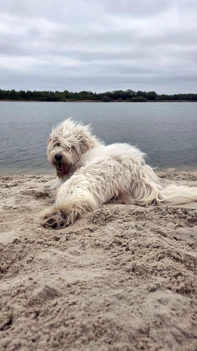 hond adopterend