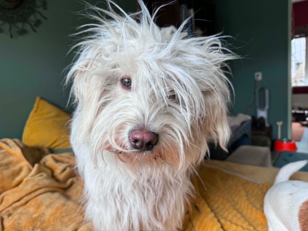 hond adopteren in Nederland