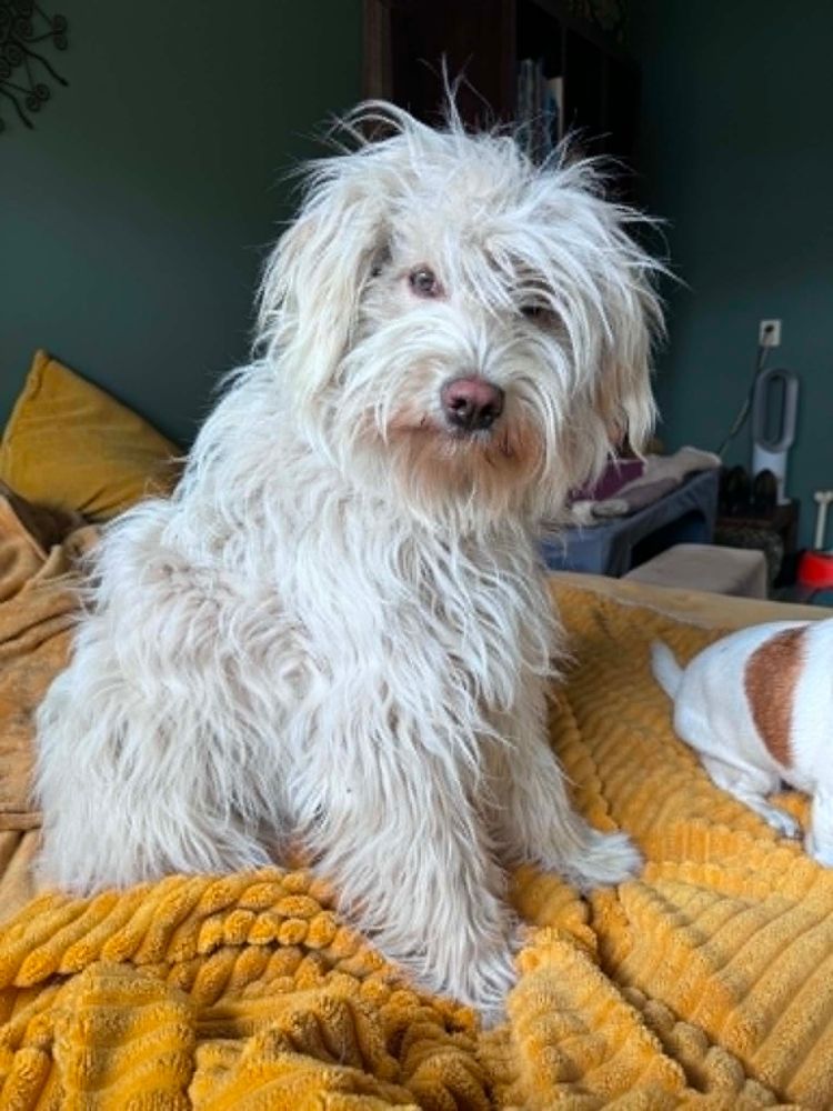 hond adopteren