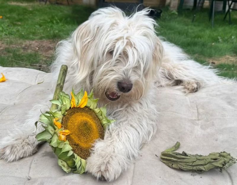 jonge hond adopteren in Nederland