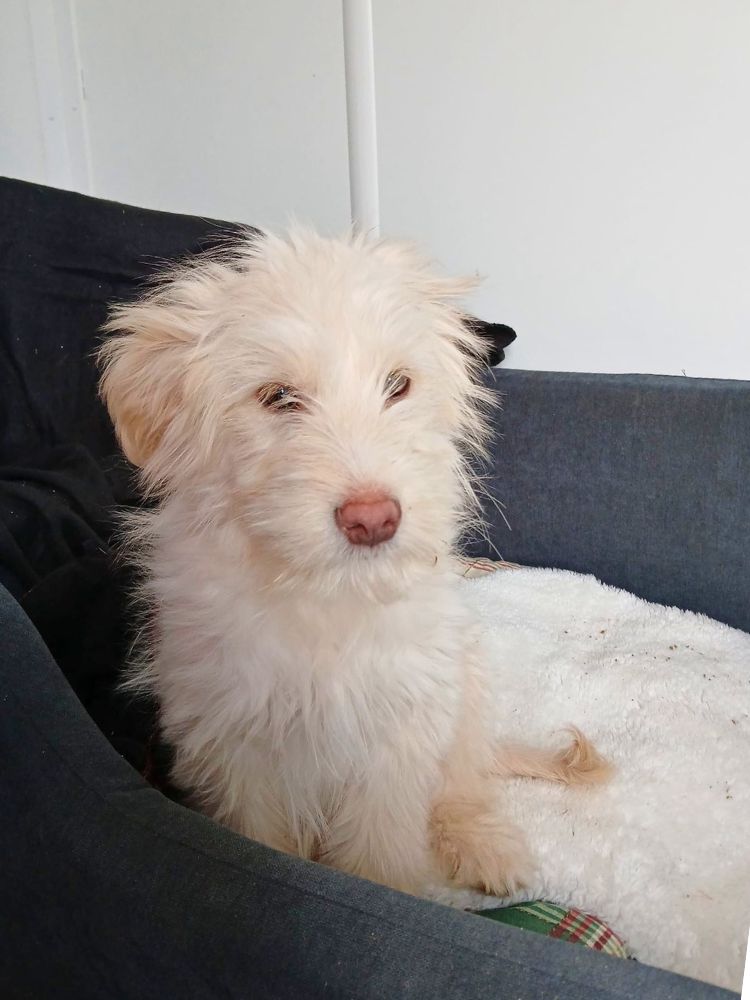 herplaatsing pup van gastgezin naar adoptant, pup adopteren