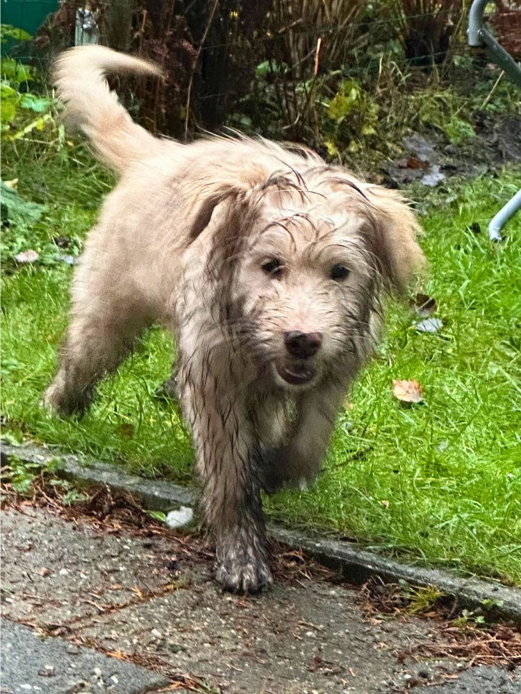 pin in nederland adopteren