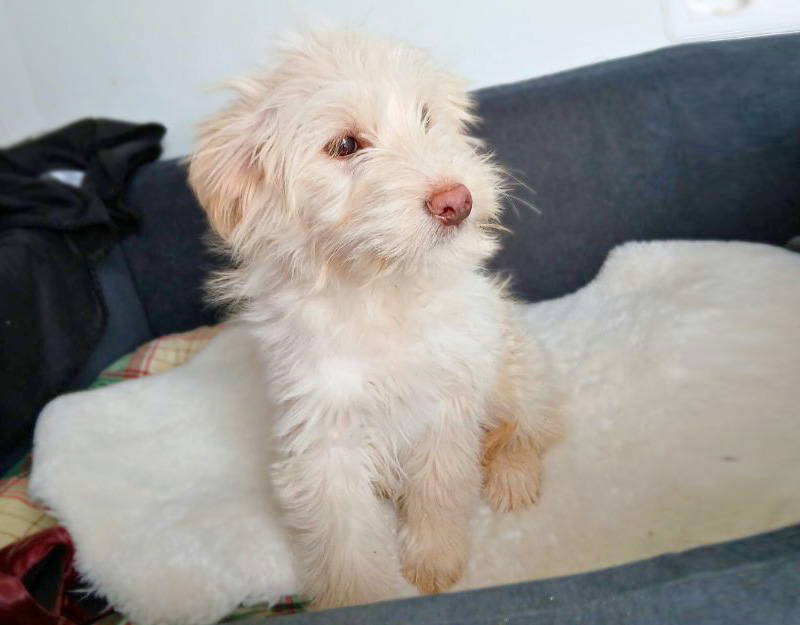 pup adopteren nederland