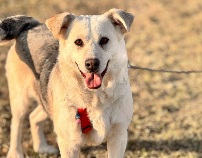 roemeense hond adopteren