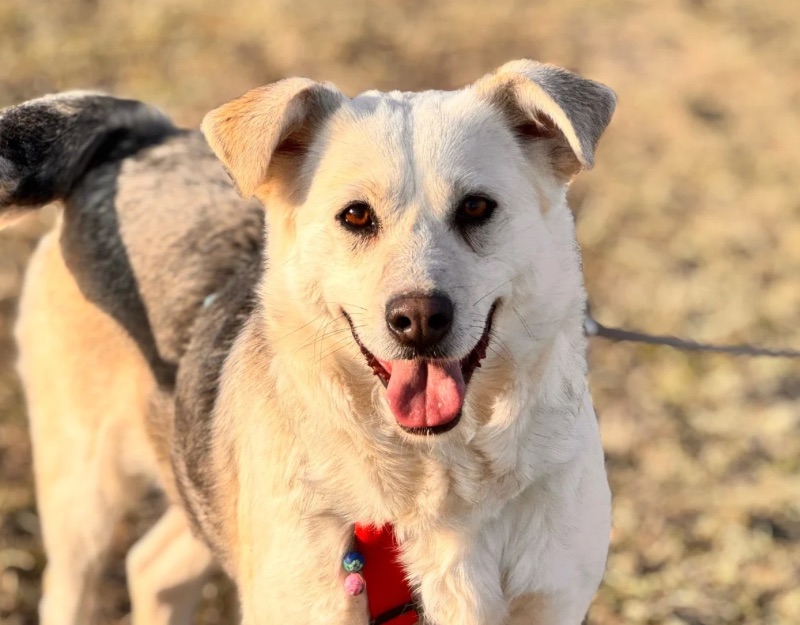 roemeense hond adopteren