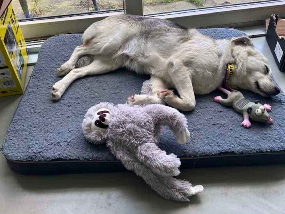 teef adopteren nederland