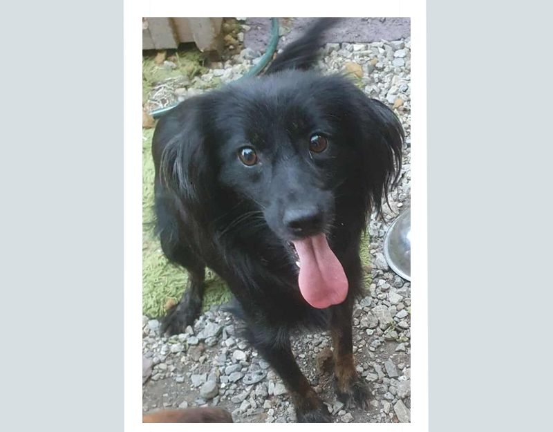 klein hondje adopteren