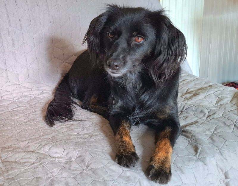 kleine hond adopteren