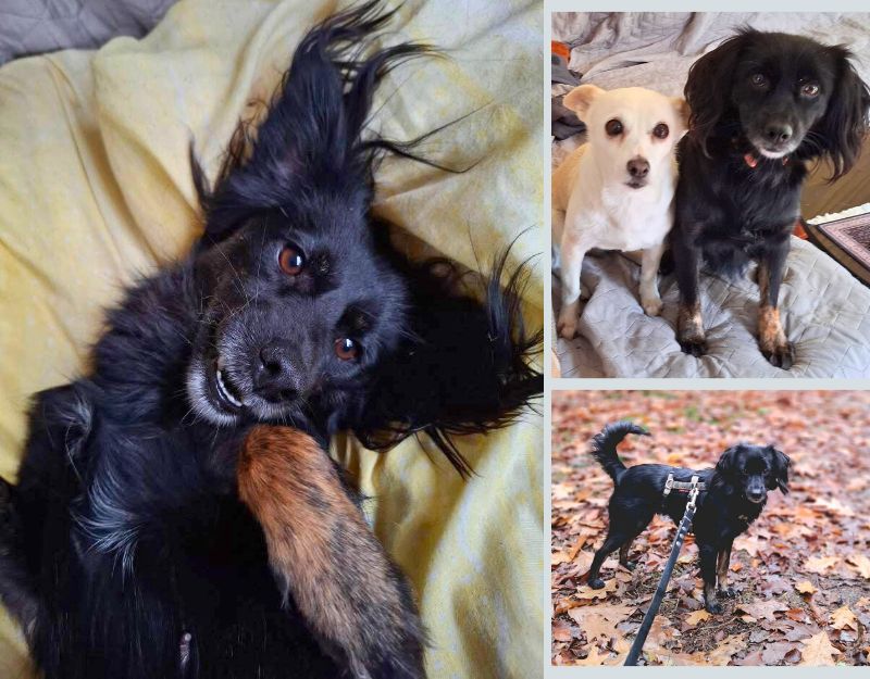 kleine hond adopteren