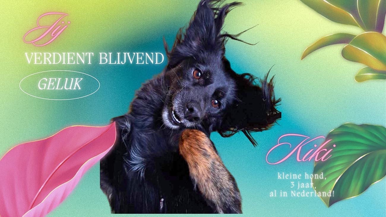 kleine hond adopteren