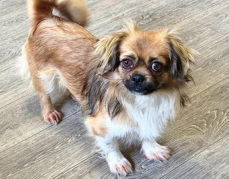 kleine hond adopteren