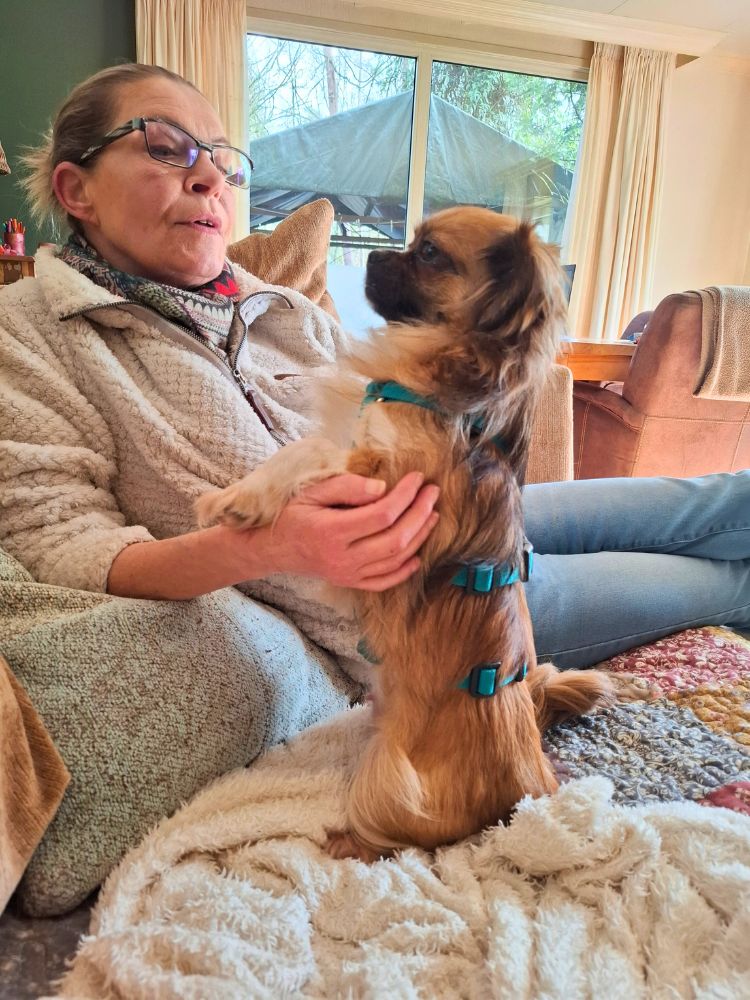 pekingees ter adoptie