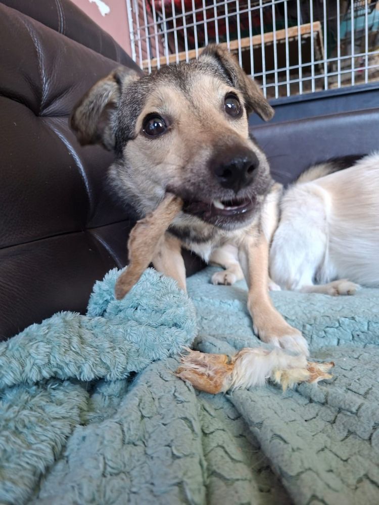 kleine hond adopteren
