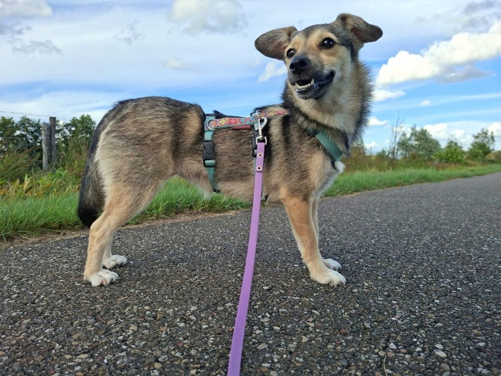 kleine hond adopteren