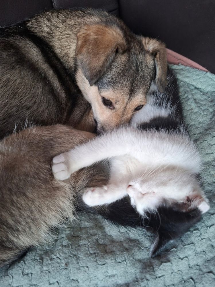 kleine hond adopteren
