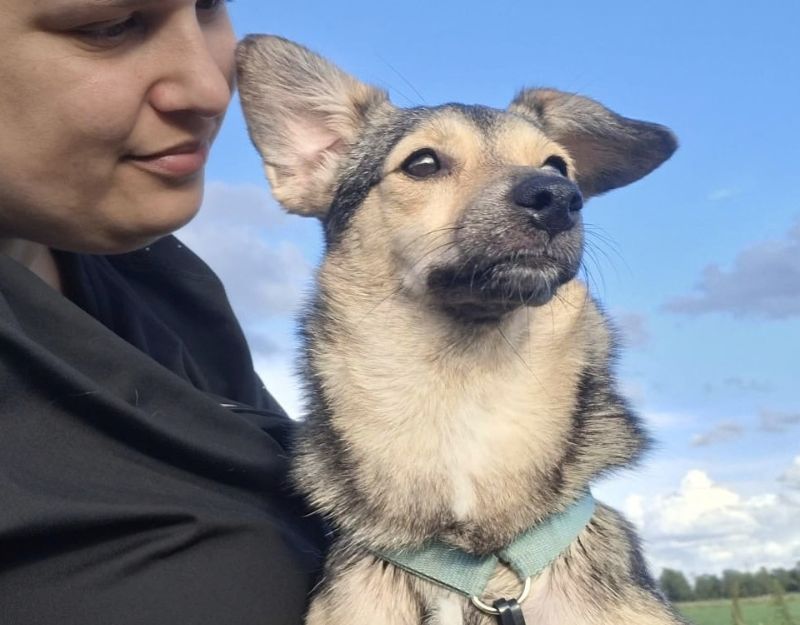 kleine hond adopteren