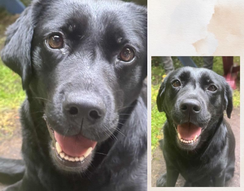 hond adopteren nederland