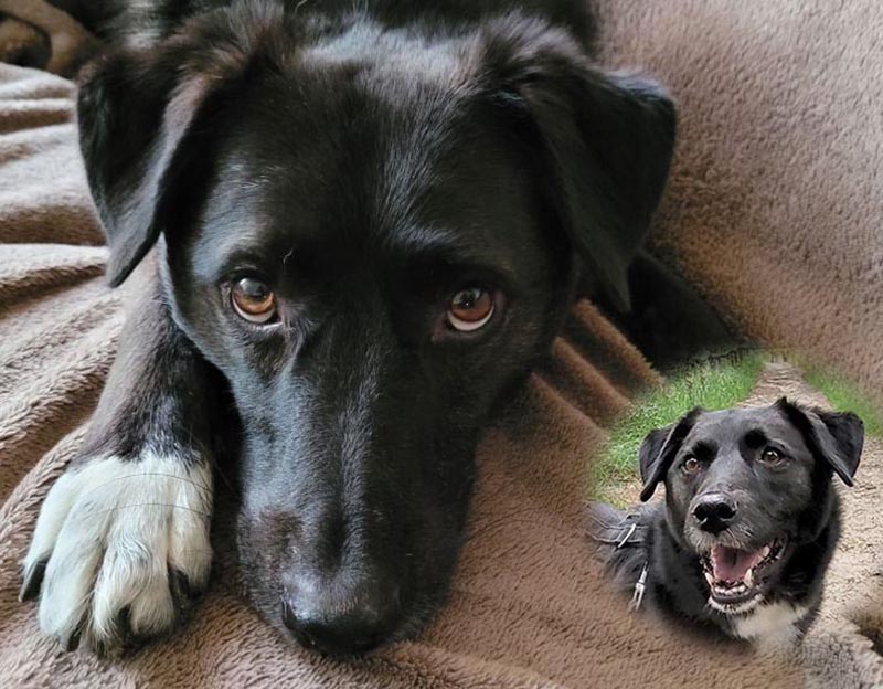 lassie adoptie hond