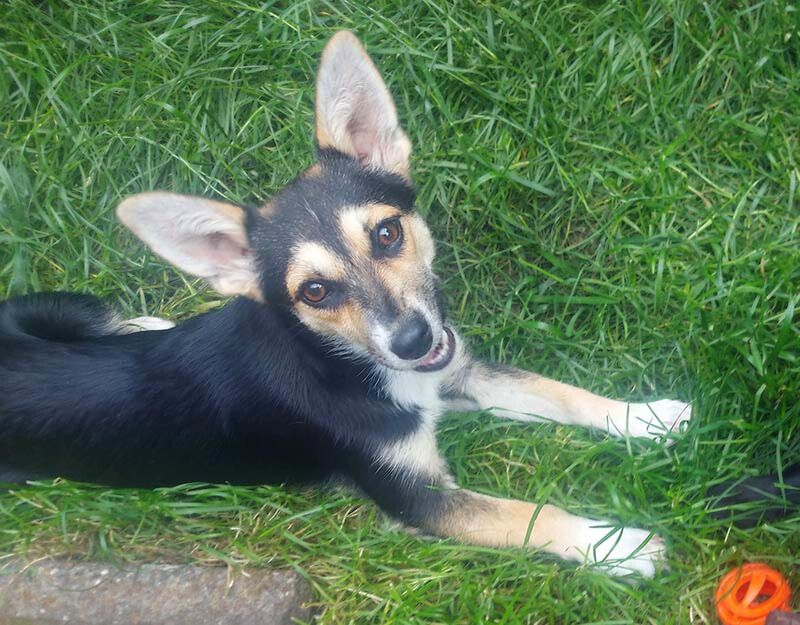 pup ter adoptie in nederland