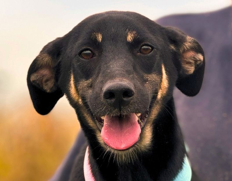 jonge hond adopteren