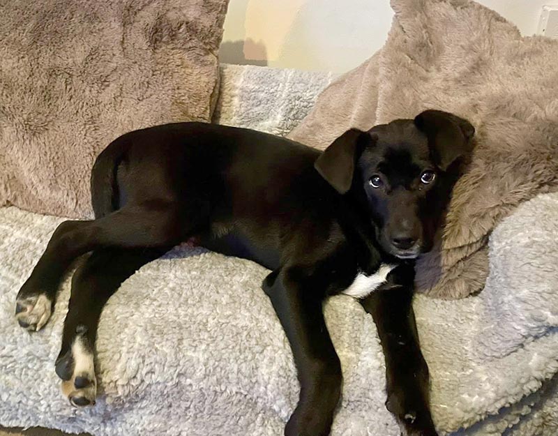 herplaatsing jonge hond