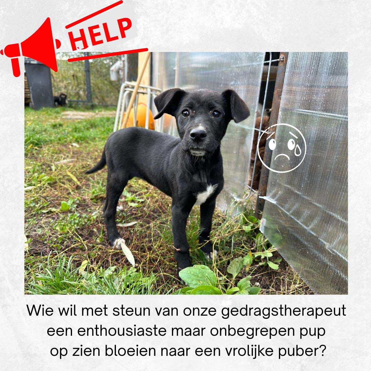 herplaatsing jonge hond