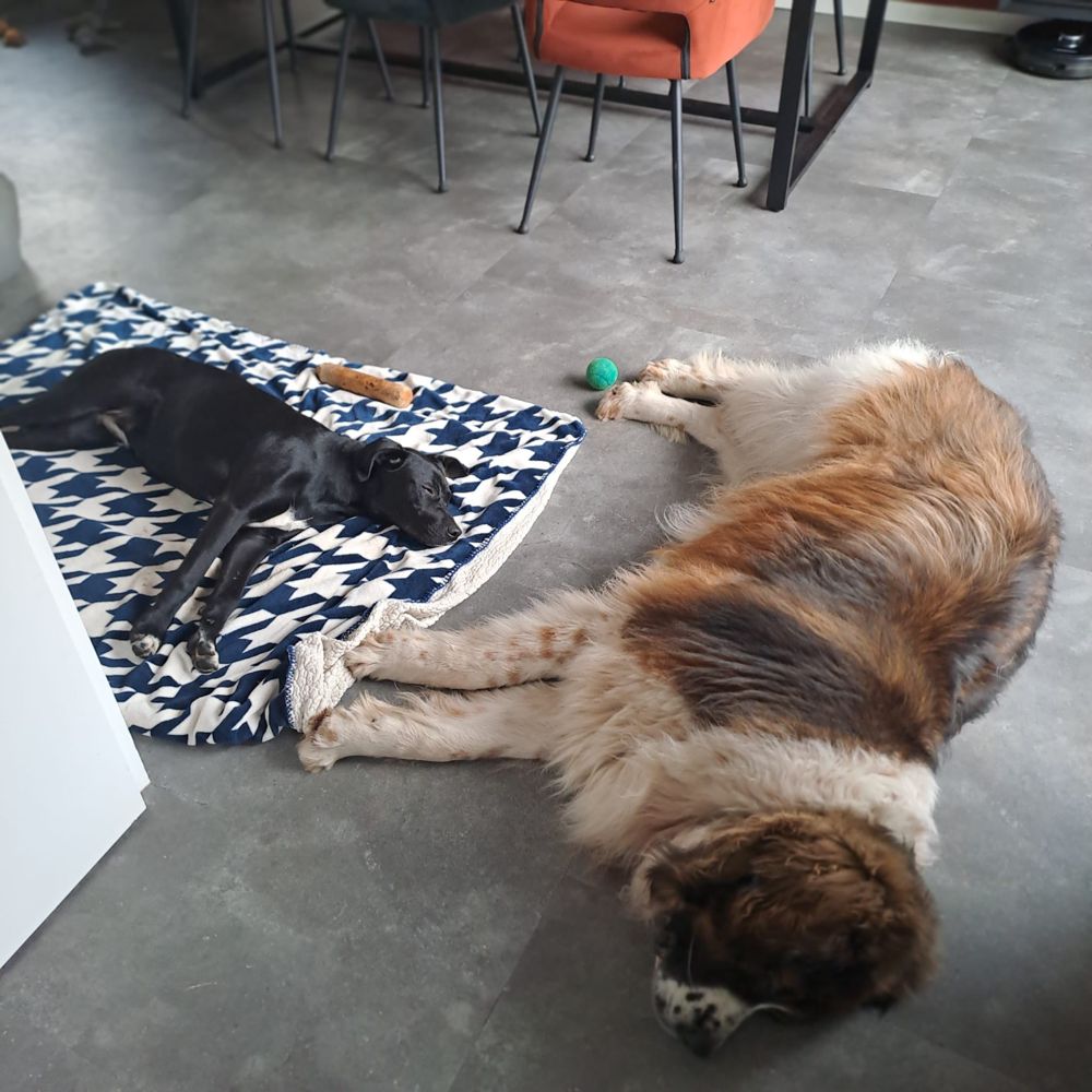 jonge hond in opvang