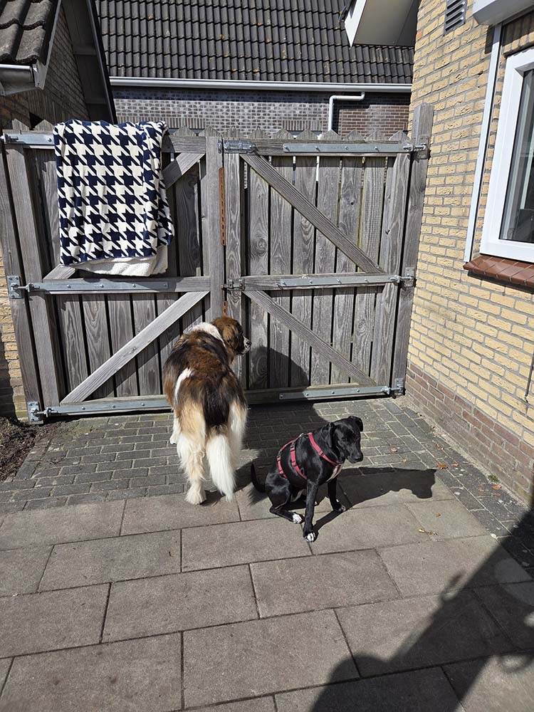 jonge hond adopteren