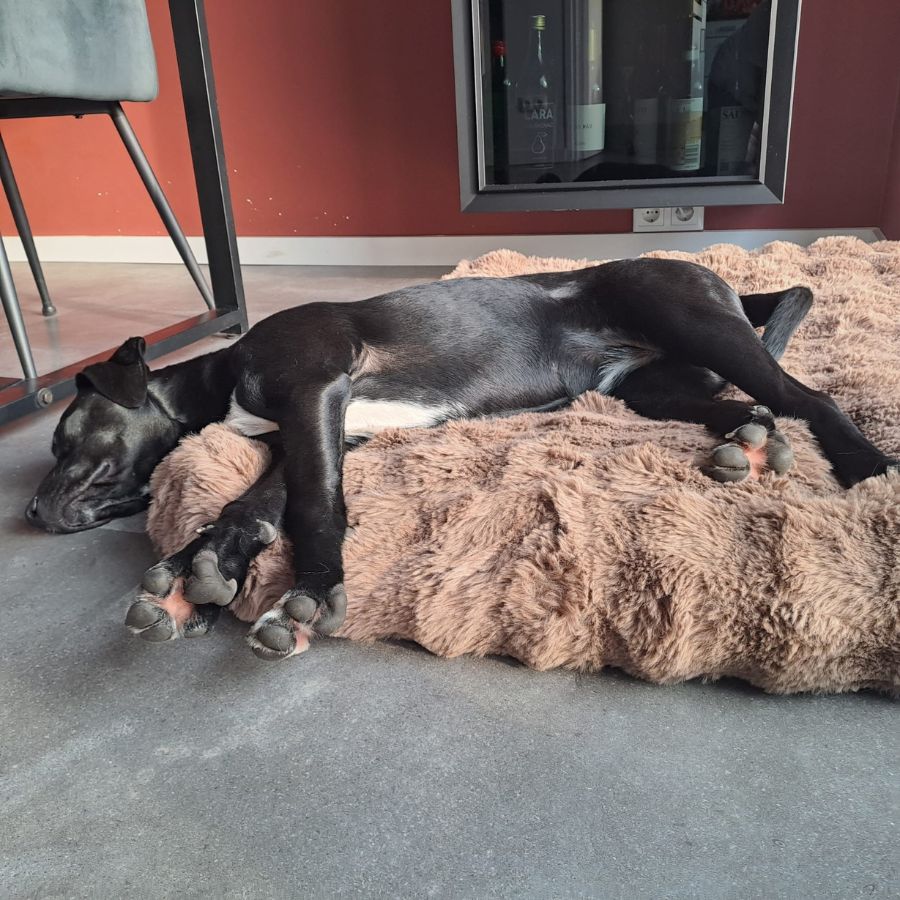 jonge hond adopteren in nederland