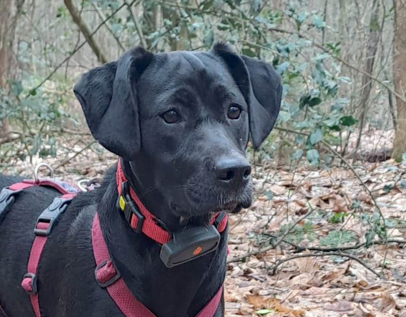 herplaatsing, jonge hond adopteren