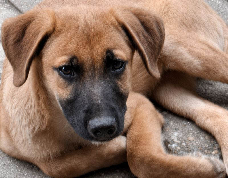 jonge pup adopteren