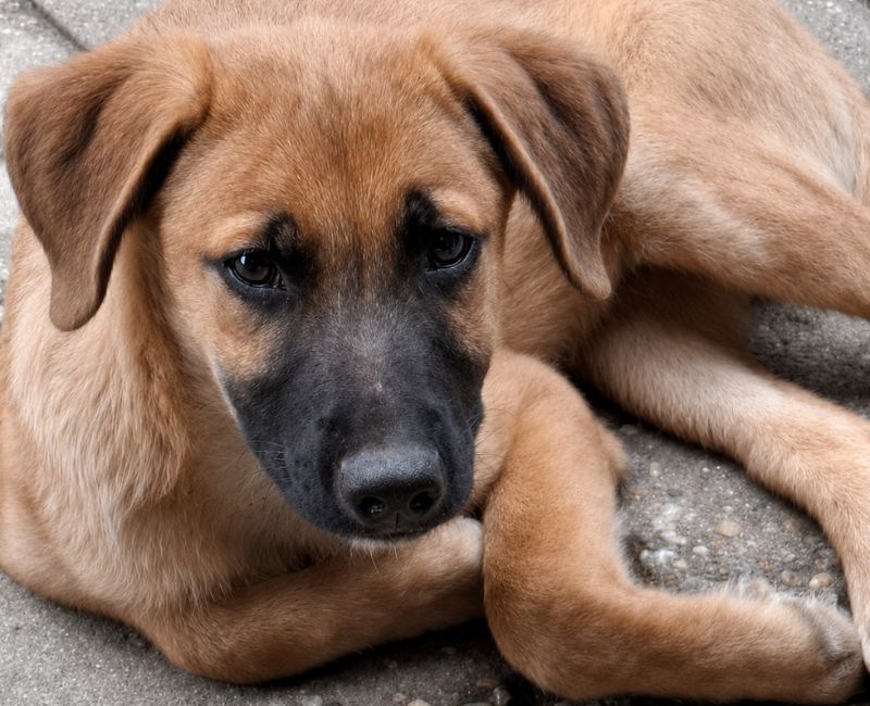 jonge pup adopteren
