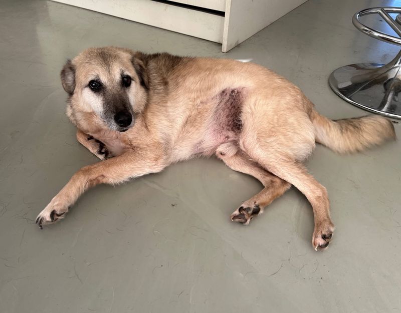 senior hond in nederland