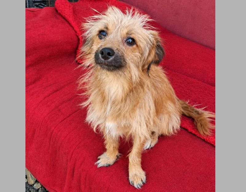nederland kleine hond