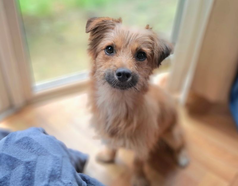 klein hondje ter adoptie