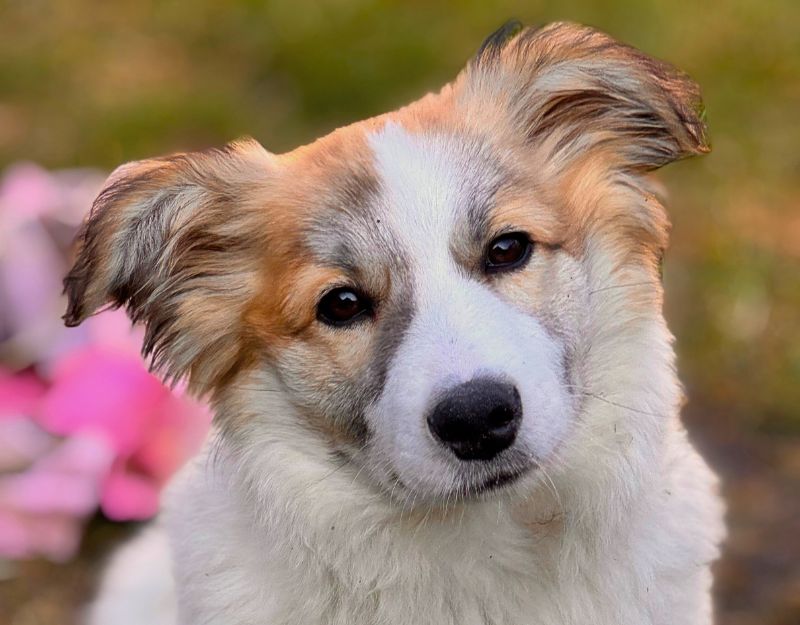 hond adopteren pup maartje