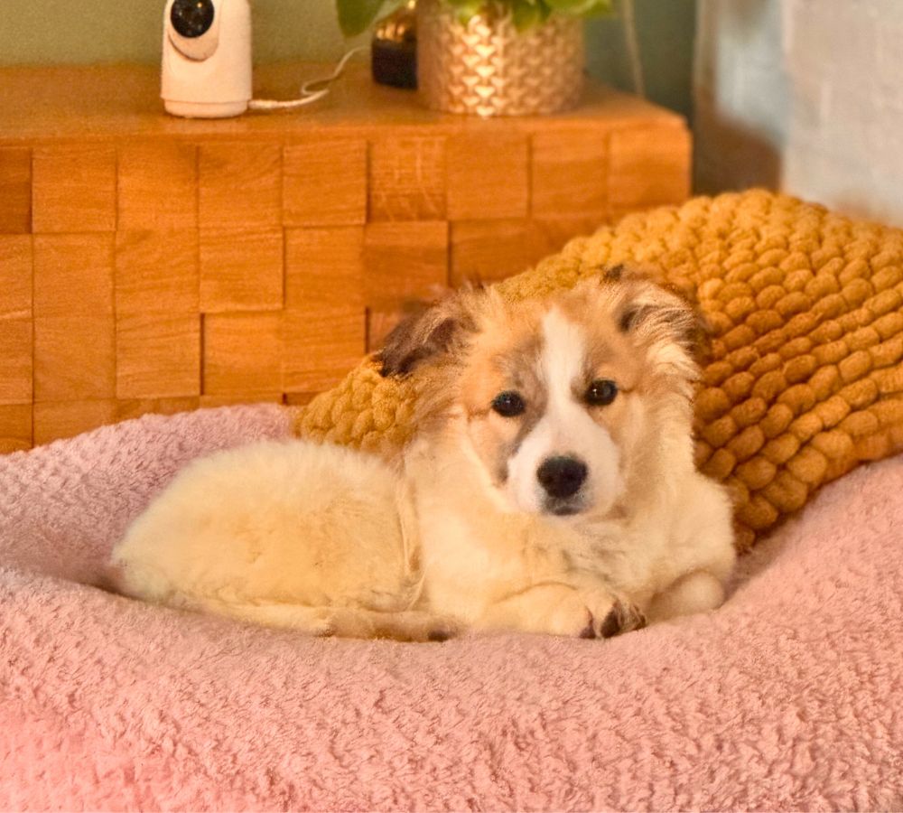 hond adopteren pup maartje