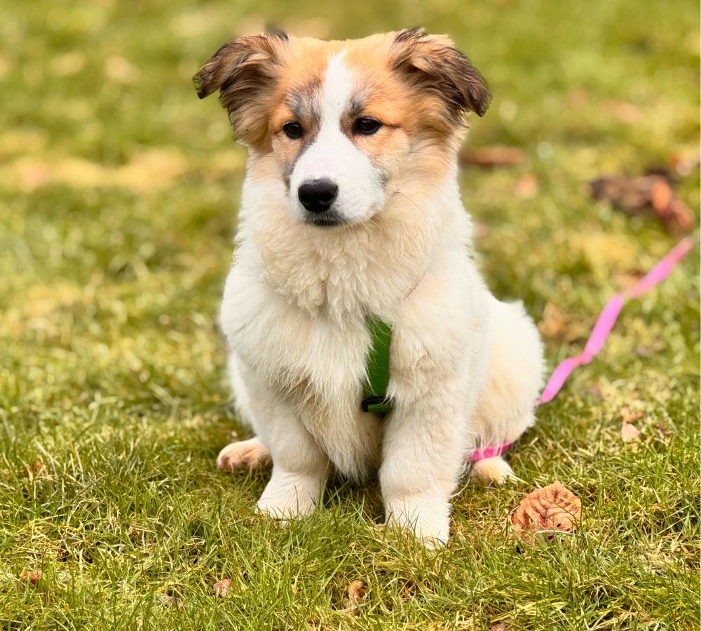 hond adopteren pup maartje