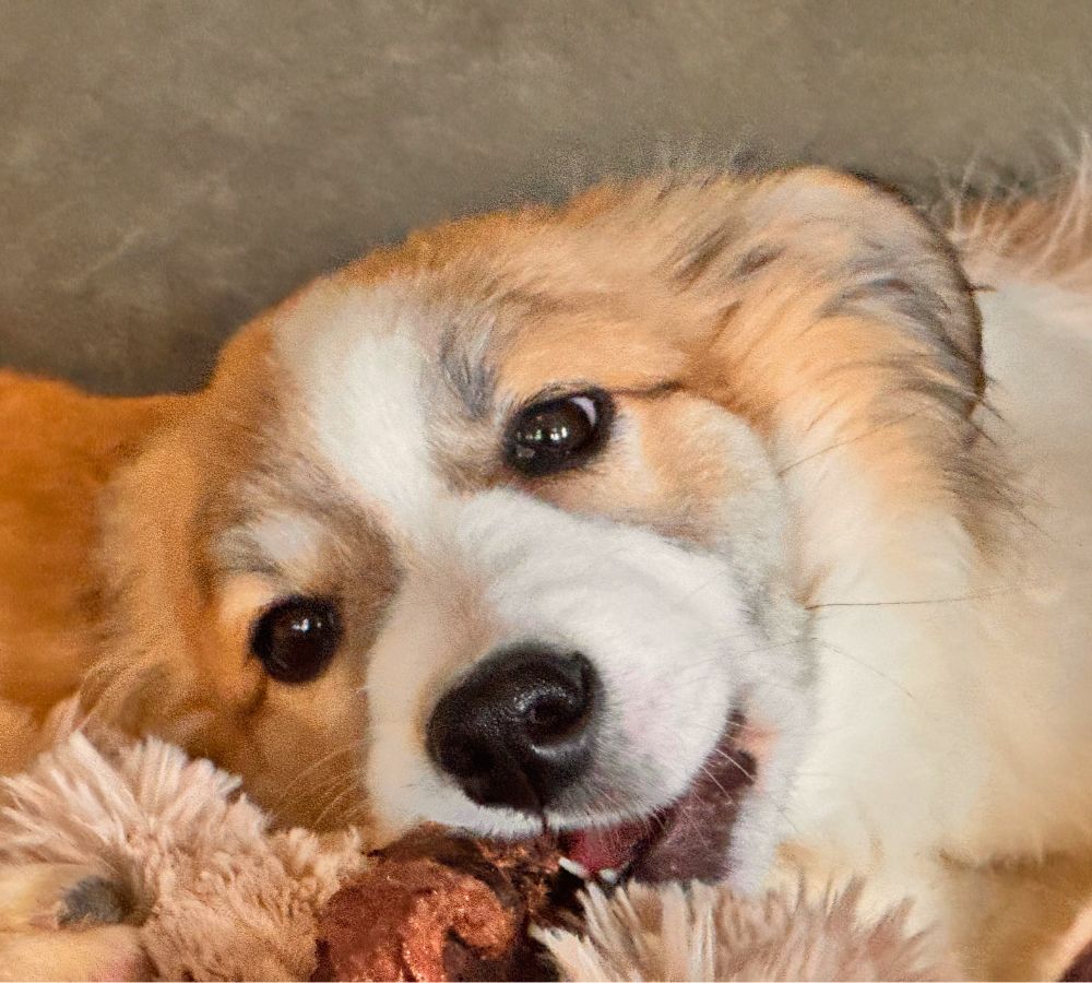 hond adopteren pup maartje