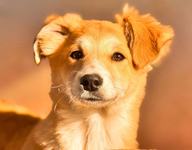 hond adopteren pup maeyve