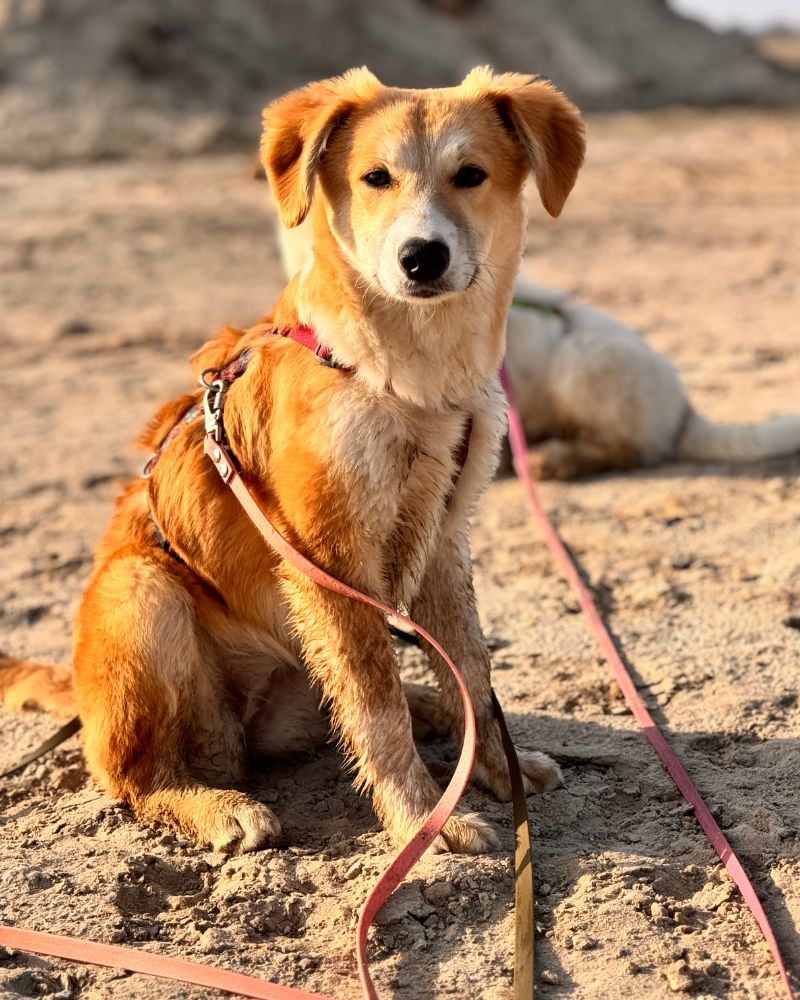 pup kopen of adopteren