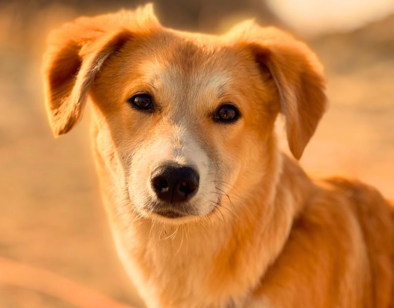 hond adopteren pup maeyve