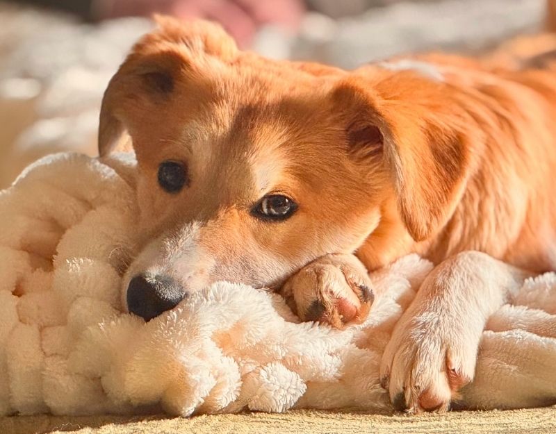 pup kopen of adopteren