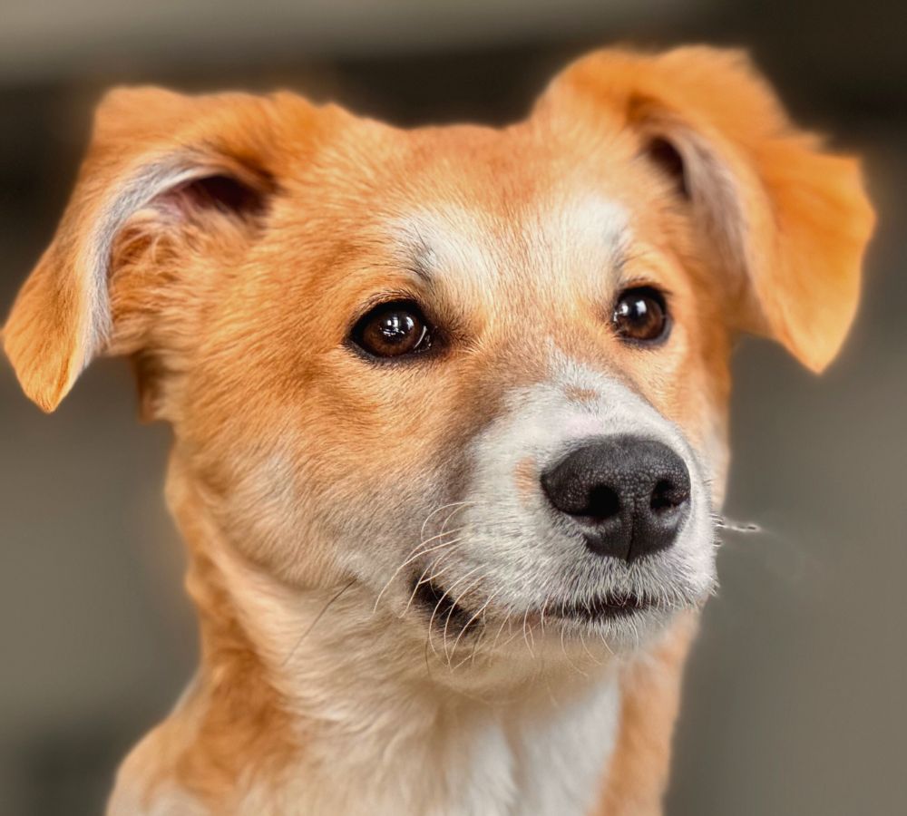 pup kopen of adopteren