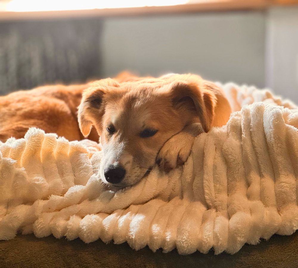 pup kopen of adopteren