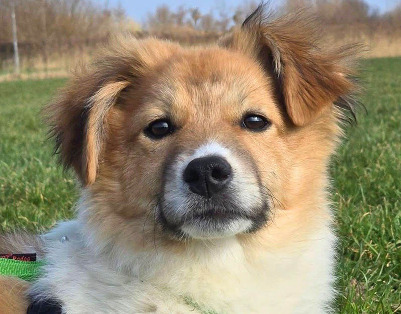 jonge hond adopteren