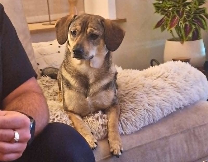 herplaatsing kleine hond
