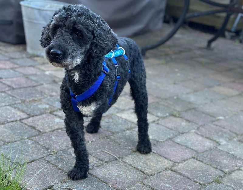 senior hond in nederland