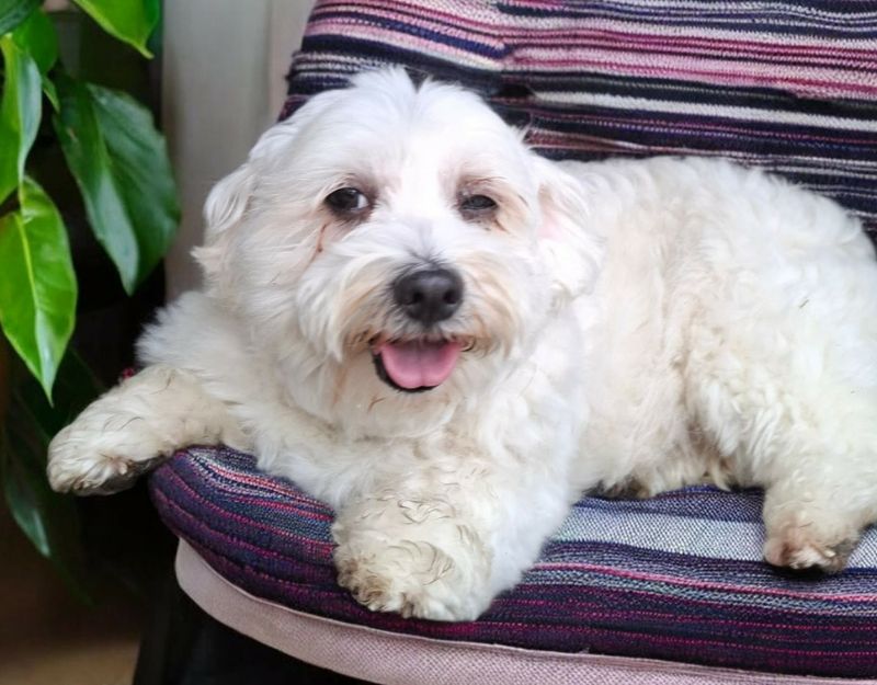 kleine hond teef